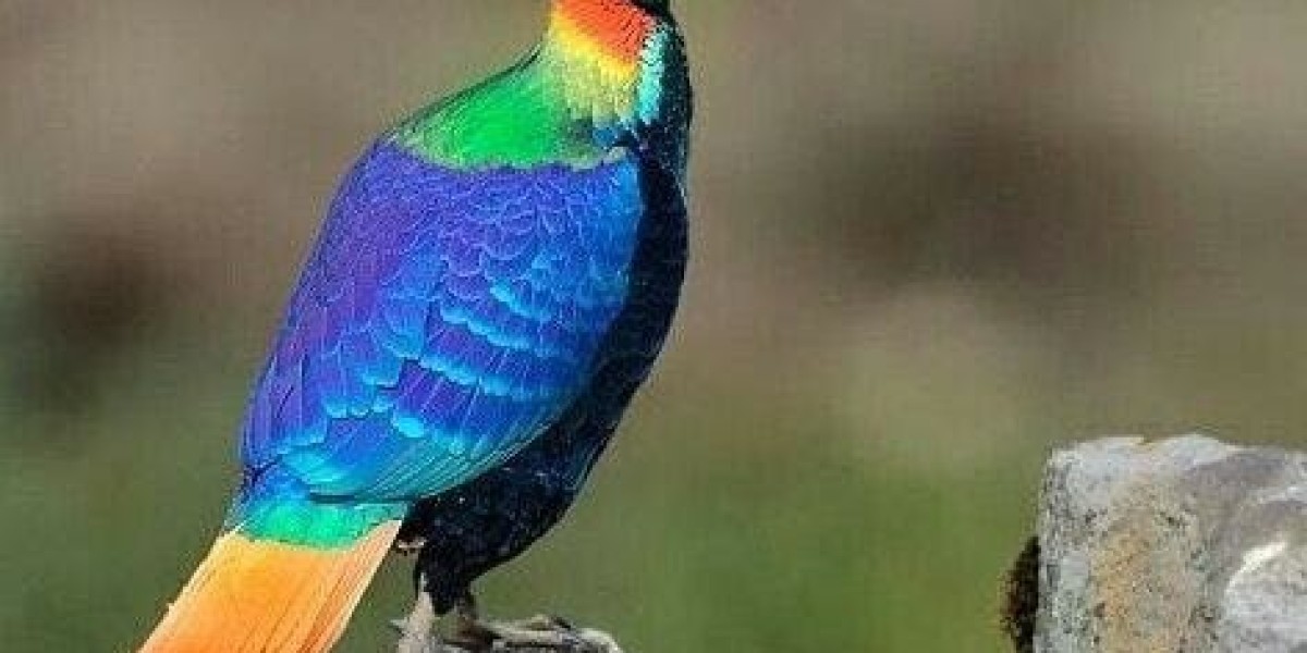 State Bird of Uttarakhand: The Beautiful Himalayan Monal and Its Significance