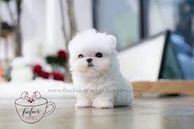 Foufou puppies Profile Picture